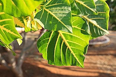 《绝区零》扳机角色展示 | 特别营救